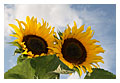 ||| SonnenblumenDuo |||