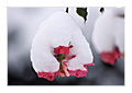 ||| Schneehut ||| 01/2007