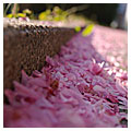 ||| Kirschbl&uuml;ten ||| 04/2007
