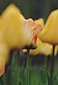 Gelbe Tulpen #2 - Keukenhof - Niederlande
