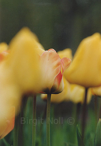 Gelbe Tulpe #2 - Keukenhof - Niederlande ||| available 18x13cm ||| Birgit Noll �