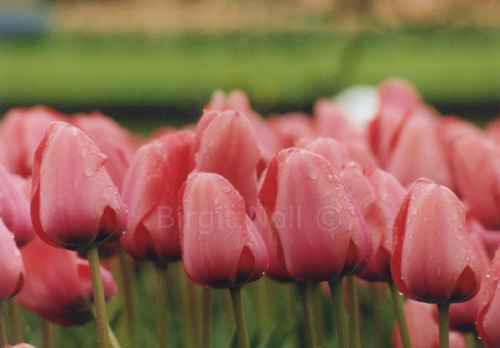 ||| Rosa Tulpen | Keukenhof - Netherlands |||