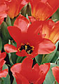 Red Tulip #21