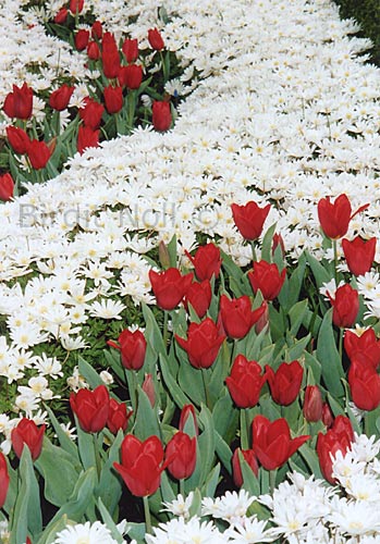 Rote Tulpen #23a - Keukenhof - Niederlande ||| available 18x13cm ||| Birgit Noll �