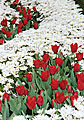 Red Tulips #23a | Keukenhof, Netherlands