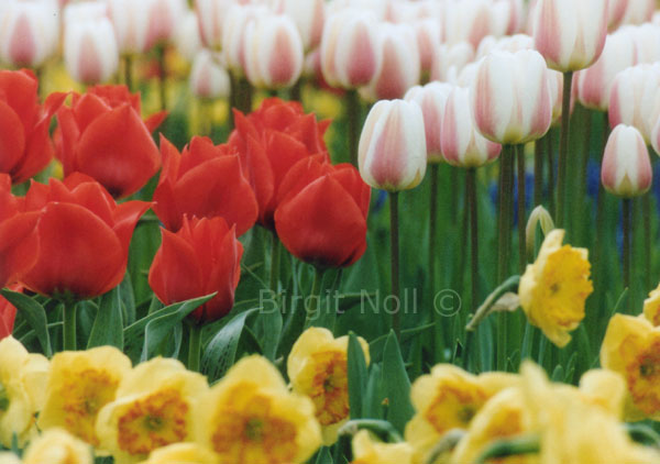 ||| Tulpis #24 - Keukenhof - Netherlands |||