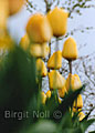 Tulips, Keukenhof, Netherlands / 2005