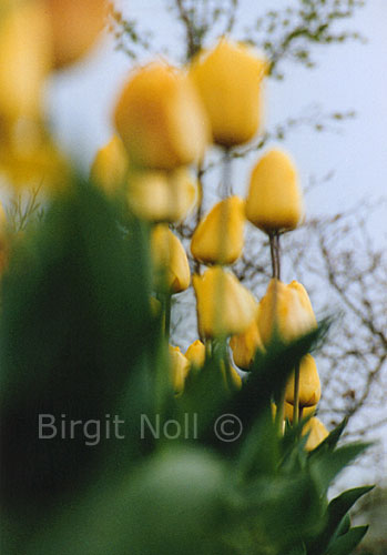 Tulpen #27 - Keukenhof - Niederlande ||| available 18x13cm ||| Birgit Noll �