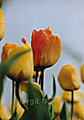 Tulip Daydream, Keukenhof, Netherlands / 2005