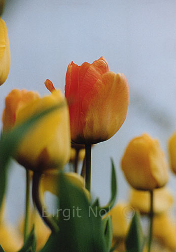 Tulpen #27 - Keukenhof - Niederlande ||| available 18x13cm ||| Birgit Noll �