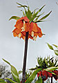 Kaiserkrone - Fritiallaria imperialis