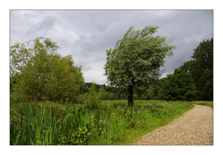 ||| Niederrheinische Auenlandschaft ||| Germany - 2007 |||