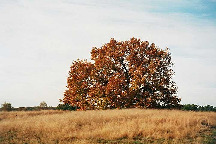 ||| Baum in der Westruper Heide - M&uuml;nsterland - Deutschland - 2005 ||| available 10,2x 15,2 cm