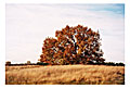 Westruper Heide | Germany 2005