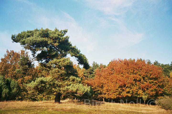 ||| Herbst in der Westruper Heide - M&uuml;nsterland - Deutschland - 2005 ||| available 10,2 x 15,2 cm 