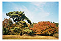 Westruper Heide | Germany 2005