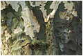 ||| Troll ||| ...in einer Platane 01/2007 