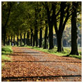 |||&nbsp;Autumn&nbsp;Trees&nbsp;|||&nbsp;Recklinghausen&nbsp;Germany&nbsp;2007&nbsp;|||