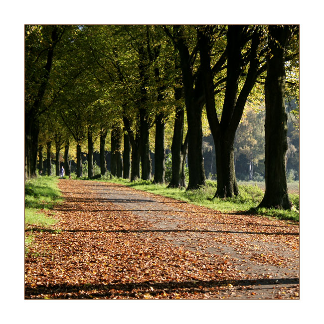 |||&nbsp;Autumn&nbsp;Trees&nbsp;|||&nbsp;&nbsp;Germany&nbsp;-&nbsp;Please&nbsp;get&nbsp;back&nbsp;to&nbsp;me&nbsp;for&nbsp;editorial&nbsp;or&nbsp;commercial&nbsp;use|||