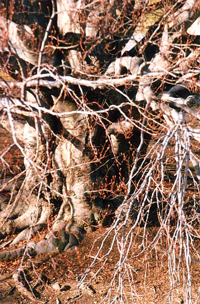 My&nbsp;Favourite Tree at Estherwood&nbsp;/Dobbs&nbsp;Ferry&nbsp;/&nbsp;NY&nbsp;#&nbsp;1B&nbsp;&nbsp;|||&nbsp;by&nbsp;Birgit&nbsp;Noll&nbsp;�