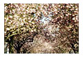 ||| Kirschbl&uuml;te ||| Bochum - Grumme - 2005
