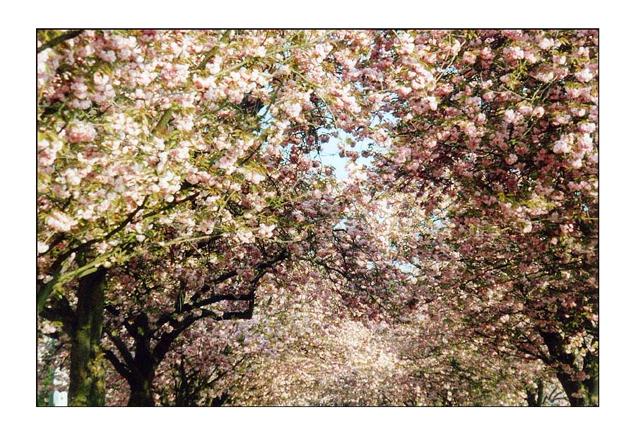 |||&nbsp;Kirschbl&uuml;te&nbsp;|||&nbsp;Baumreihe&nbsp;-&nbsp;Bochum&nbsp;-&nbsp;Deutschland