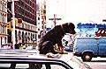Rottweiler Riding Car On Lafayette St / NYC