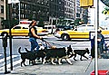 Dogwalk in New York City / Upper Westside