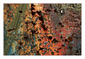 |||&nbsp;RostART&nbsp;#0986&nbsp;|||