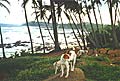 Wild Dogs / Sri Lanka / 2002