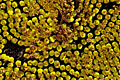 ||| Sunflower Detail ||| 07/2007 